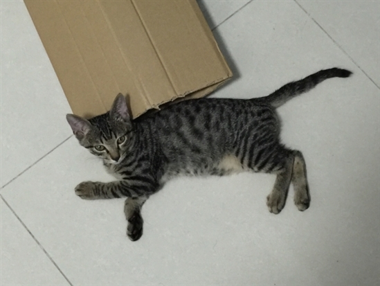 黑狸花猫长大了,健康了,重新发帖找麻麻(已经更新照片)