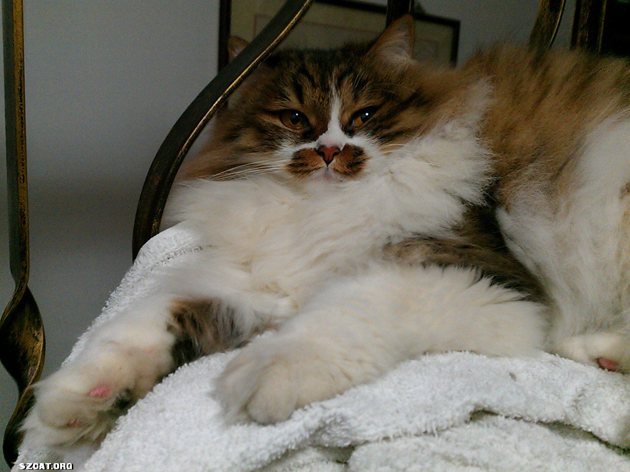 求一房一厅啊!南山蛇口宝安片区,近地铁!