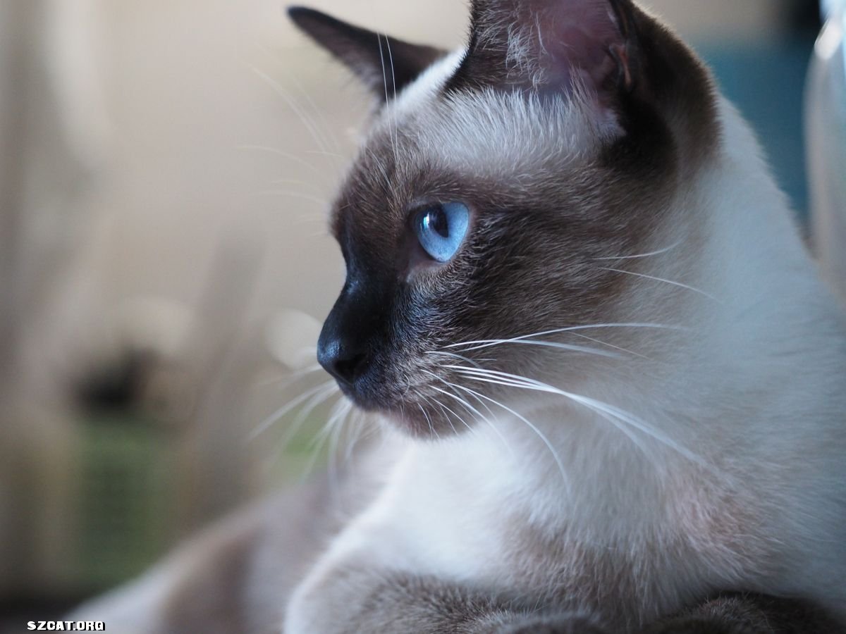 喵年喵希望——嗲嗲没烦恼-我家有猫-深圳猫(szcat) - powered by