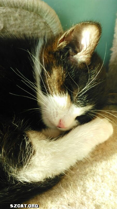 刚睁眼小鲜肉 燕尾绅士"蜜罗",你的爸爸妈妈在哪?