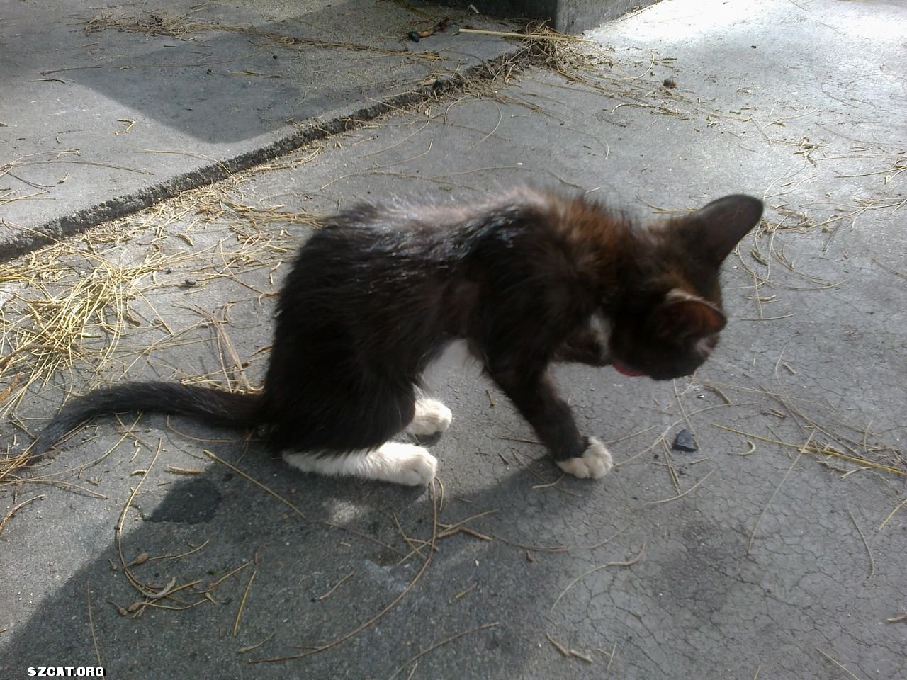 两个月大黑猫警长求包养,四蹄踏雪哦—p3最新照片