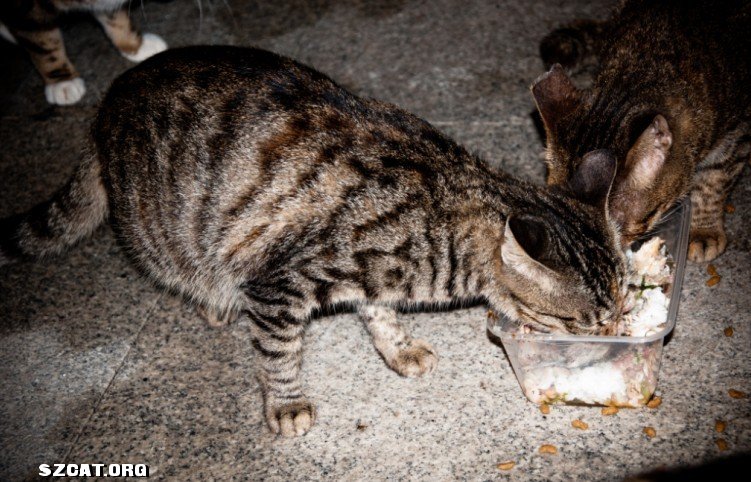 麻猫子,电猫子,兔猫子_大山谷图库