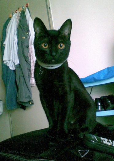 一只极品漂亮的有老虎暗纹的全黑小奶猫啊(已订)