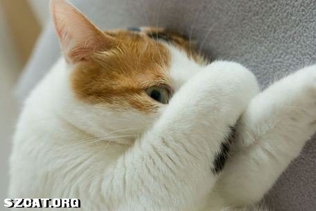 zt:一只表现欲极强的猫(图3)[图集] - 深圳猫(szcat)