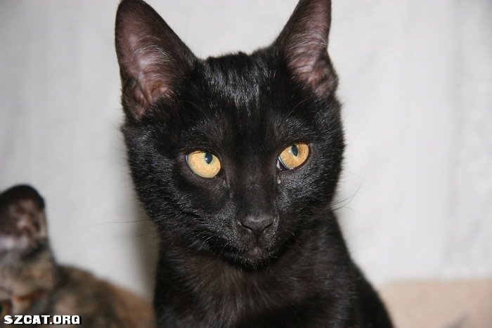 2月半小肥黑猫继续找新家(已领养,请版主锁帖)