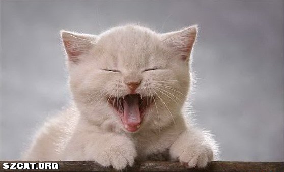 一地口水-深圳猫(szcat) - powered by discuz!