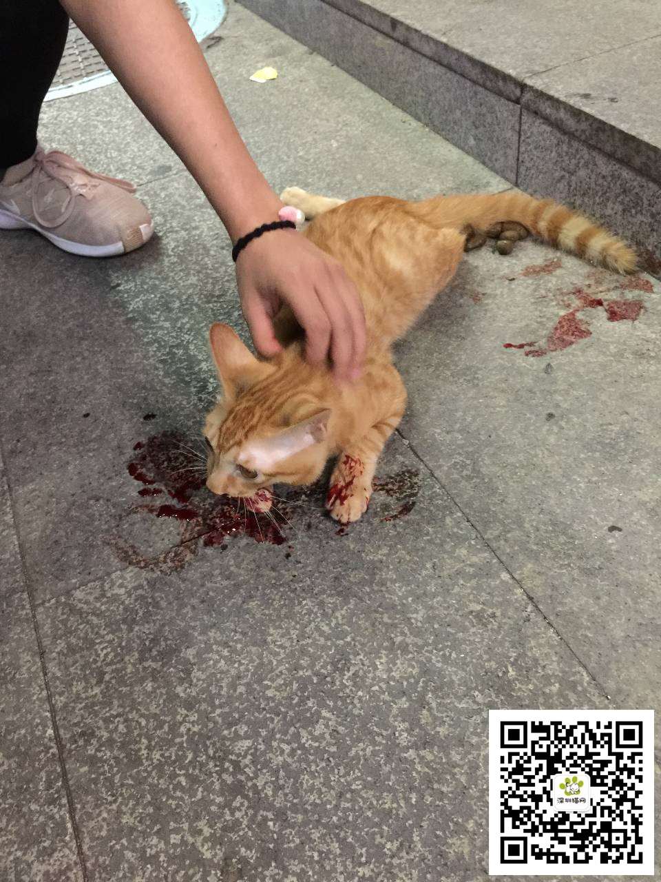 流浪猫治疗6折优惠申请公示